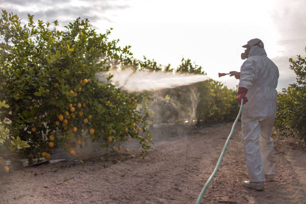 Best Residential Pest Control  in Fairwood, WA