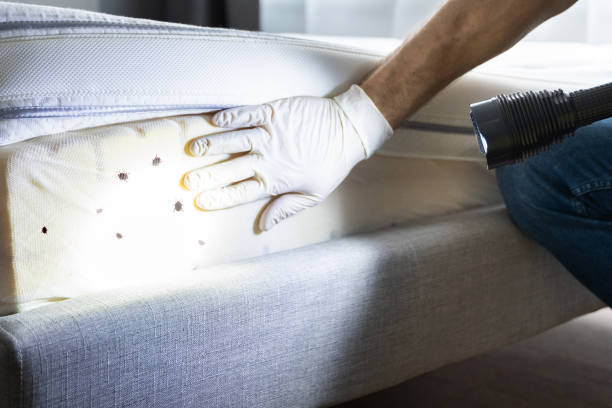 Best Exterminator Services  in Fairwood, WA