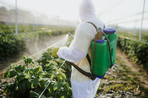 Best Wasp Removal Services  in Fairwood, WA